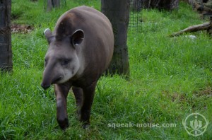 Tapirs, Adelaide Zoo