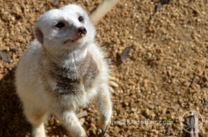 White Meerkat, Adelaide Zoo
